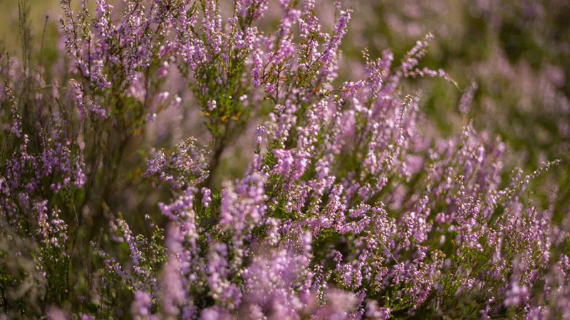 Baggrundsbillede til Din Natur