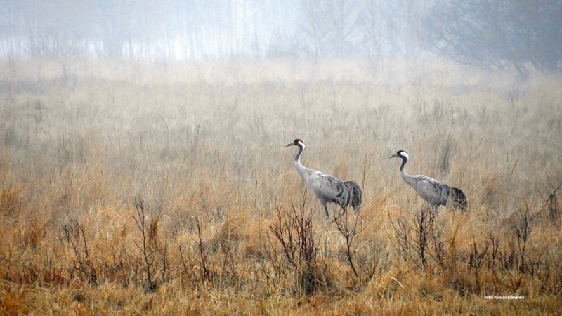 Nyhedsartiklens baggrundsbillede