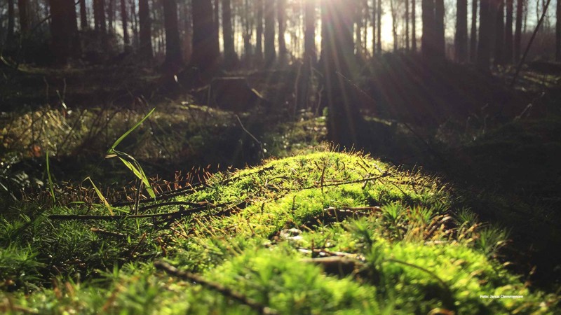 Nyhedsartiklens baggrundsbillede