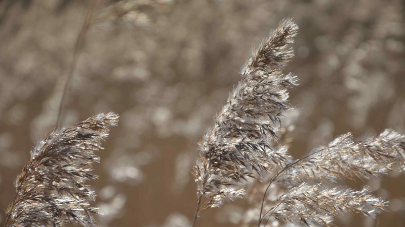 Baggrundsbillede til Naturdatabasen