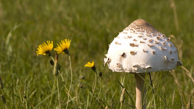 Nyhedsartiklens baggrundsbillede