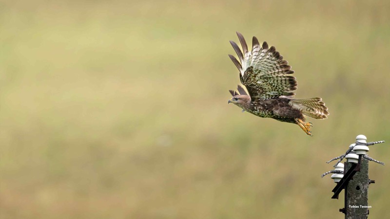 Nyhedsartiklens baggrundsbillede