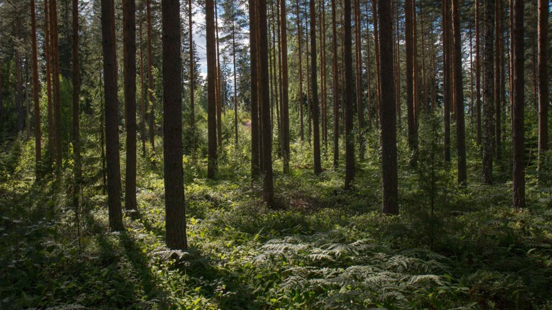 Nyhedsartiklens baggrundsbillede