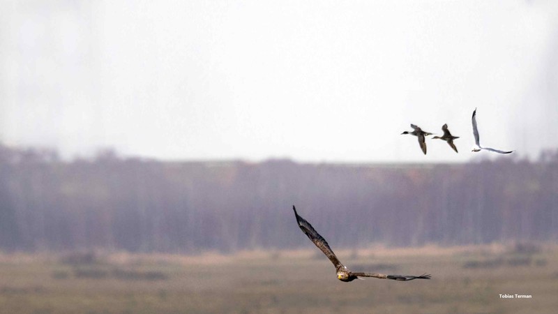Nyhedsartiklens baggrundsbillede