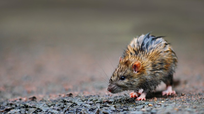Baggrundsbillede til Rottehullet