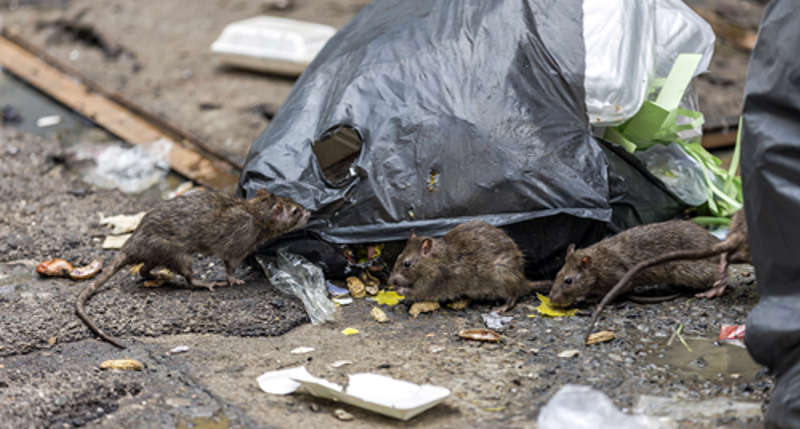 Nyhedsartiklens baggrundsbillede