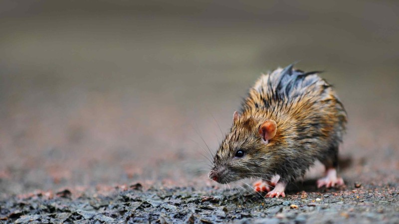 Nyhedsartiklens baggrundsbillede
