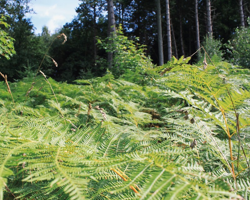 Baggrundsbillede til Danmarks Naturdata