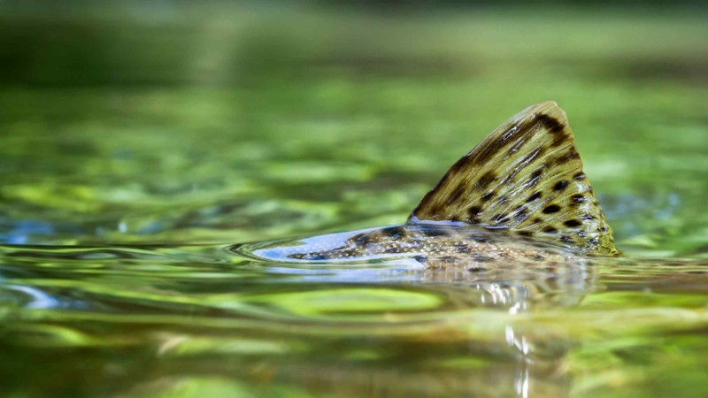 Baggrundsbillede
