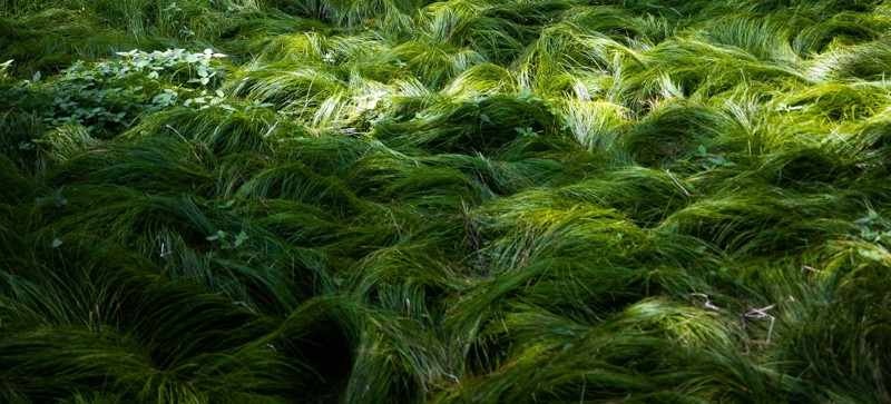 Nyhedsartiklens baggrundsbillede