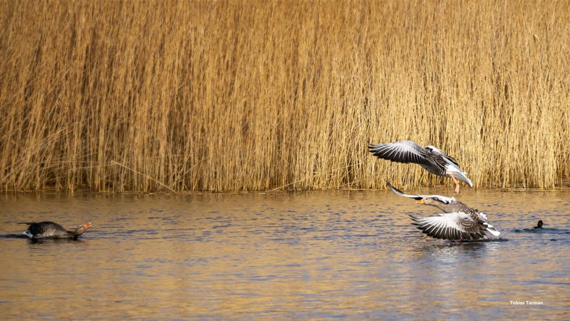 Nyhedsartiklens baggrundsbillede